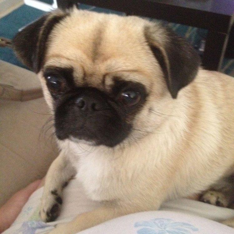 The Adorable and Lovable Pug Mix: A Perfect Blend of Cuteness and Loyalty