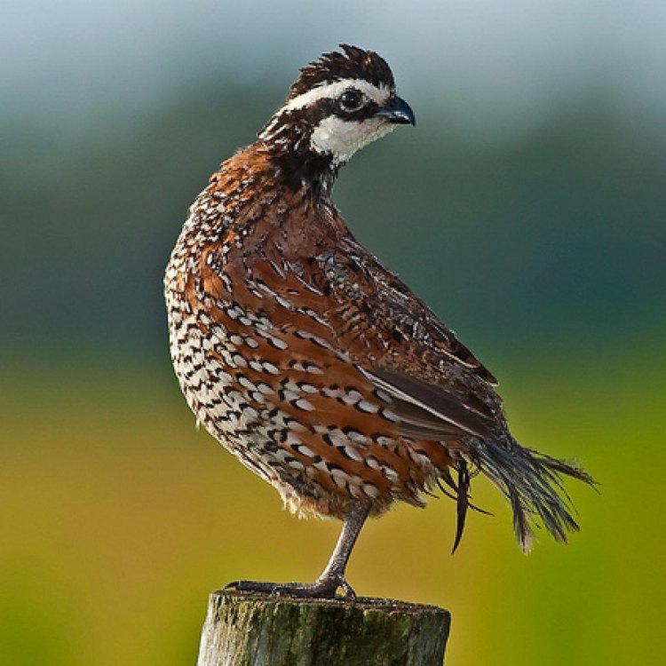 The Northern Bobwhite: The Enduring Icon of North America