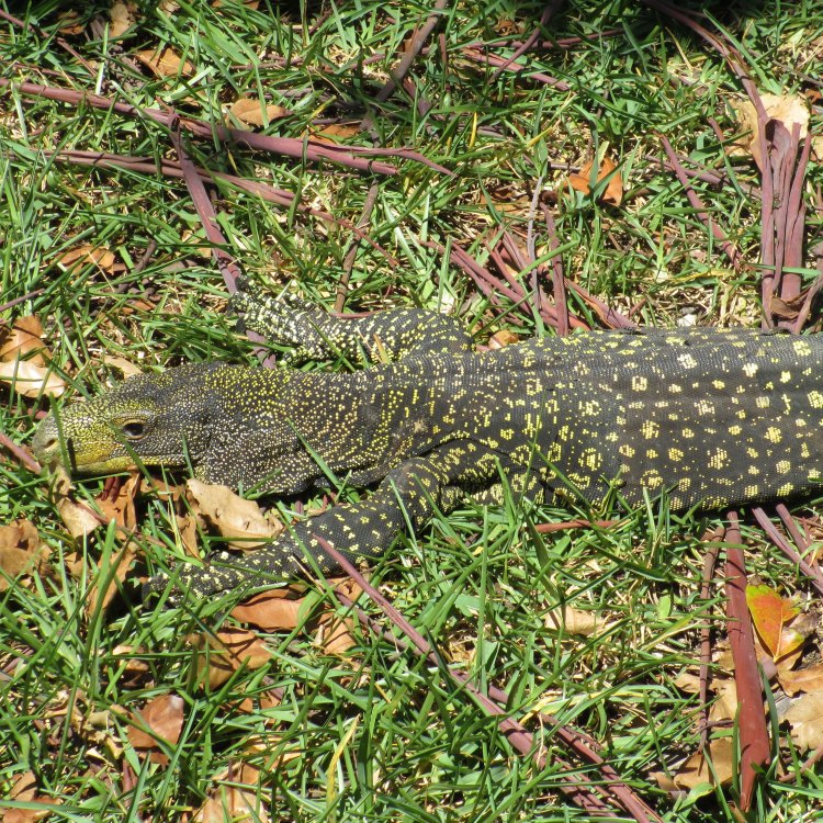 The Magnificent Crocodile Monitor: The King of Papua New Guinea's Rainforests