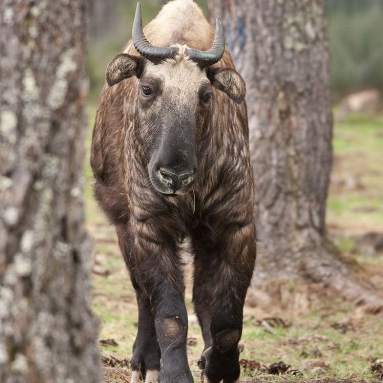 The Mysterious and Majestic Bhutan Takin: A Symbol of Bhutan's Rich Cultural Heritage