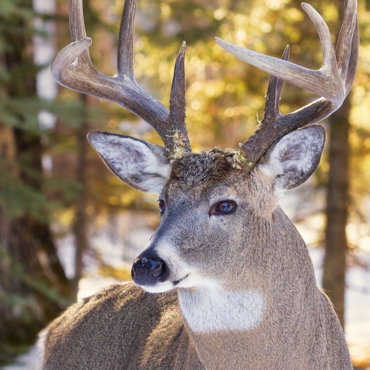 The Majestic Whitetail Deer: A Symbol of Resilience and Adaptability