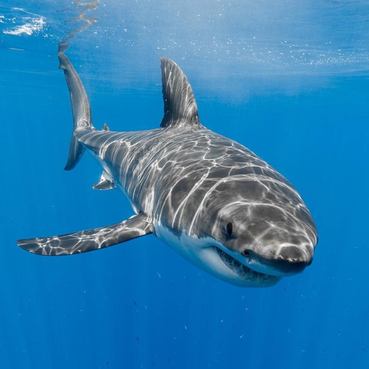 The Great White Shark: A Fearsome and Fascinating Predator of the Ocean