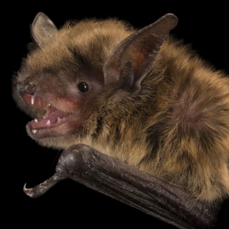 The Fascinating World of the Little Brown Bat
