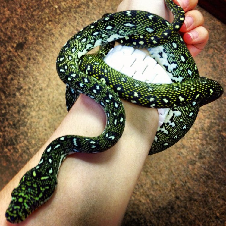 The Dazzling Diamond Python: A Fascinating Australian Snake