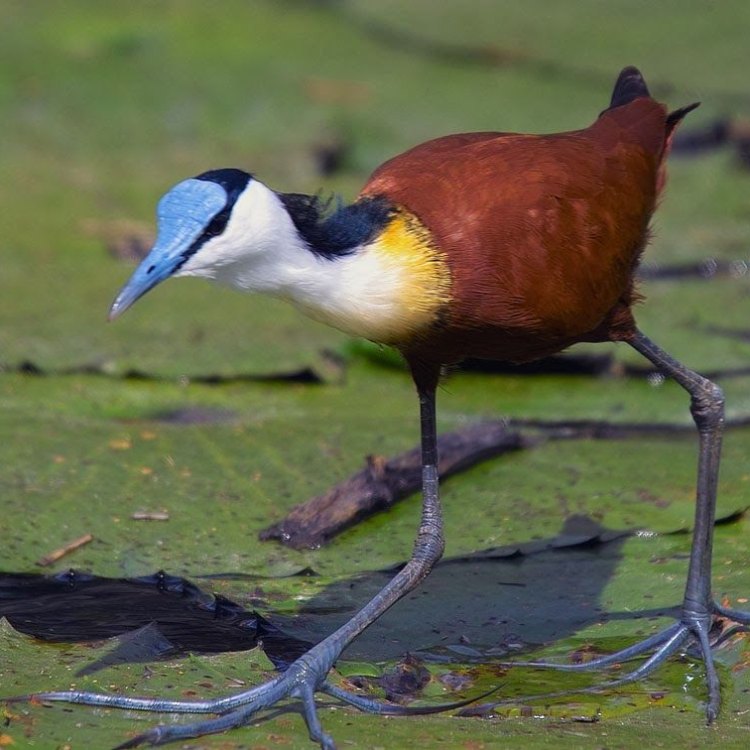 The Graceful Jacana: A Master of Walking on Water