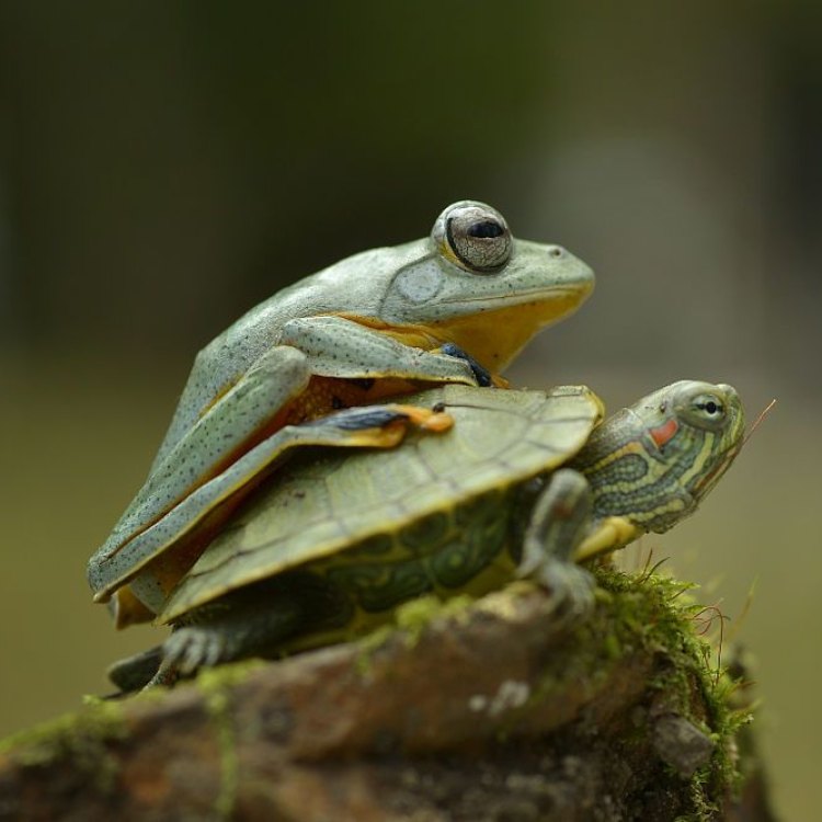 The Fascinating Turtle Frog: A Hidden Gem of Eastern Australia