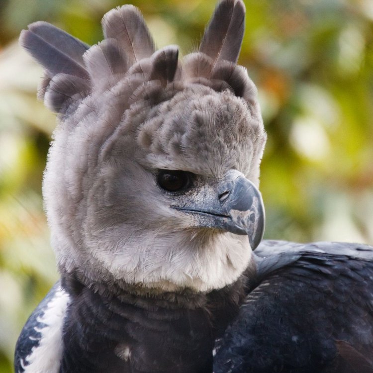 The Mighty Harpy Eagle: The King of the Rainforest Skies