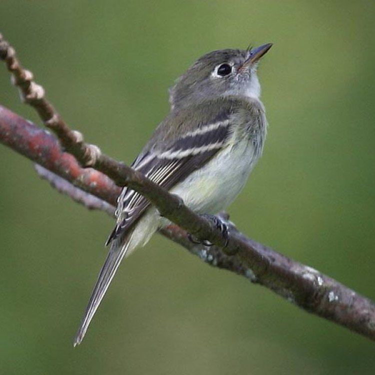Meet the Tiny but Mighty Least Flycatcher
