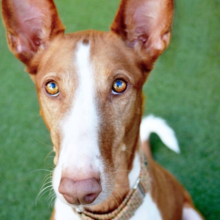 The Majestic Ibizan Hound: A Stunning Combination of Beauty and Brains