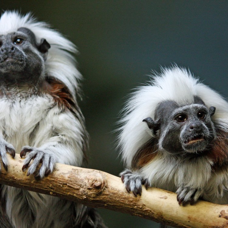 The Adorable Cotton Top Tamarin: A Tiny Primate of Colombia