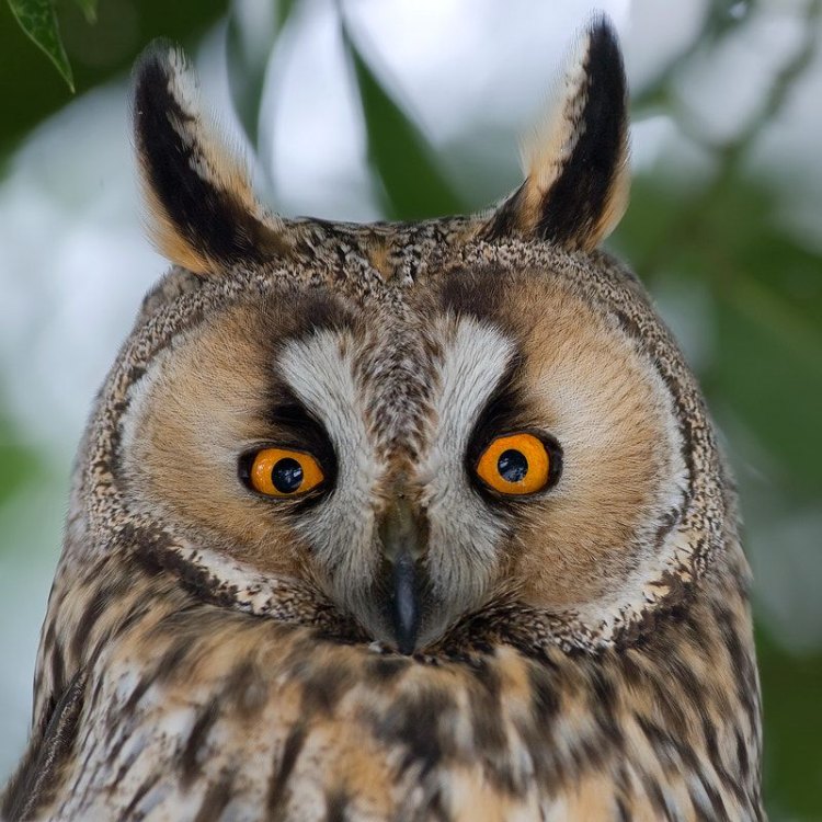 The Mysterious World of the Long Eared Owl