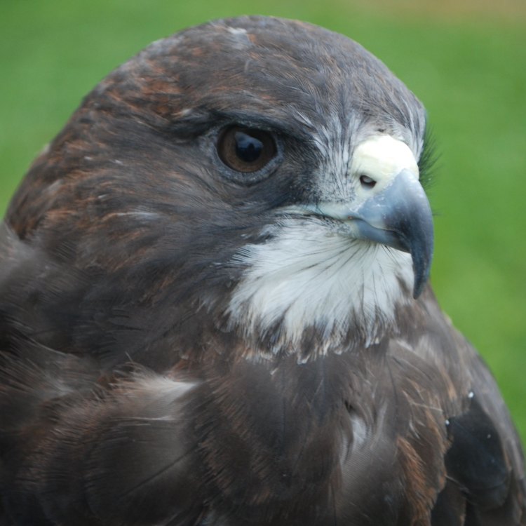 The Mighty Swainson's Hawk: A Warrior of the Skies