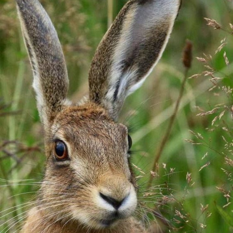 The Graceful Hare: A Fascinating Creature of the Animal Kingdom