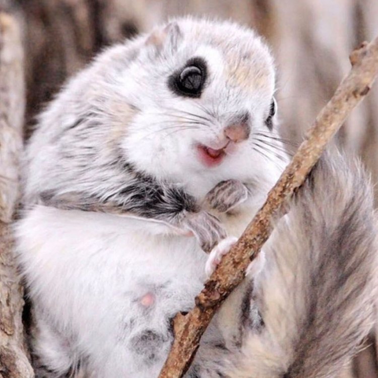 The Fascinating World of the Japanese Squirrel