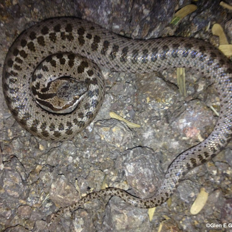 The Fascinating World of Night Snakes
