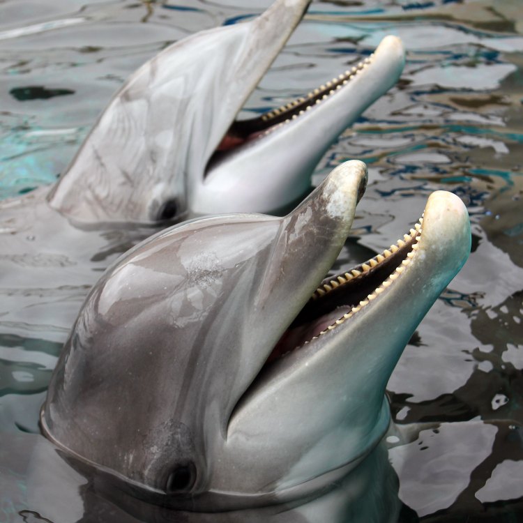 The Incredible and Intelligent Bottlenose Dolphin