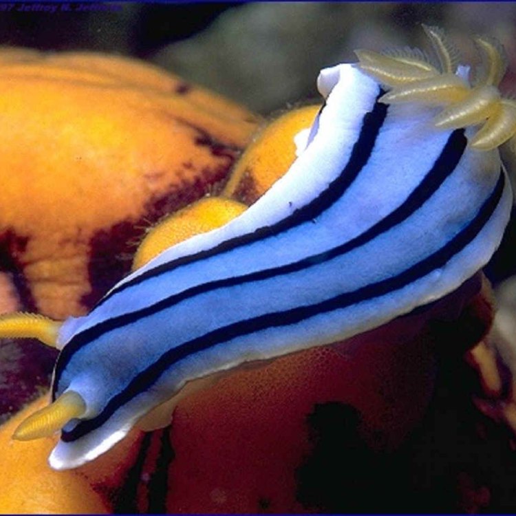 Mollusk