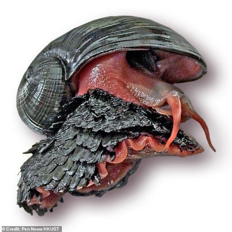The Fascinating World of the Volcano Snail