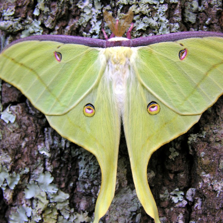 The Enchanting Luna Moth: An Emblem of Nature's Beauty and Resilience