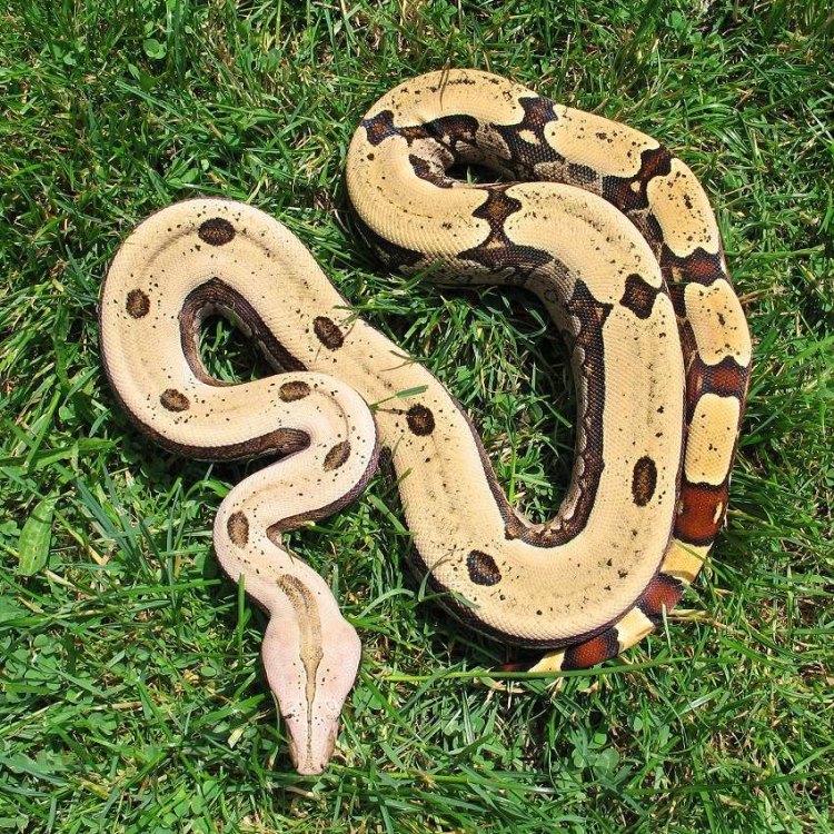 The Majestic Cuban Boa: A Fascinating Snake Found Only in Cuba