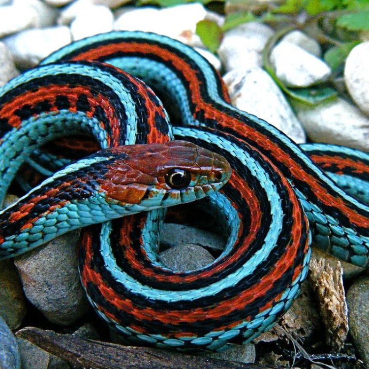 The Fascinating San Francisco Garter Snake: A Reptile Like No Other