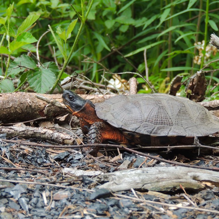 The Wood Turtle: A Unique and Endangered Species