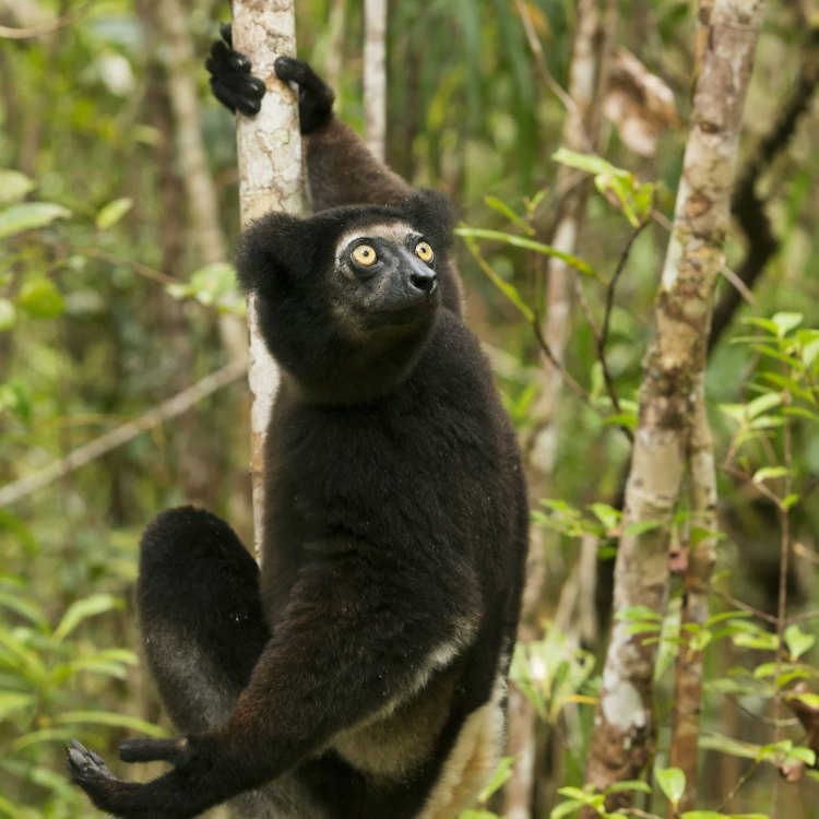 The Majestic Indri: Madagascar's Singing Primate