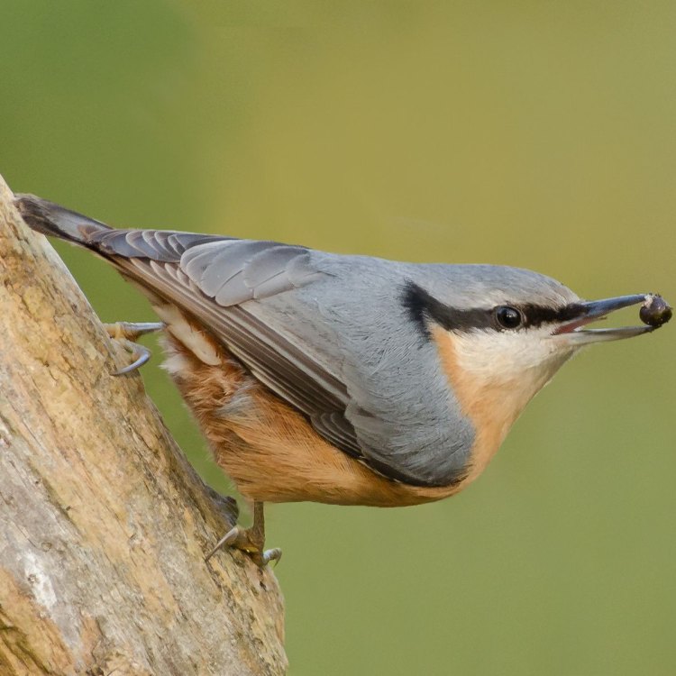 The Nuthatch: A Tiny Bird with Mighty Strength