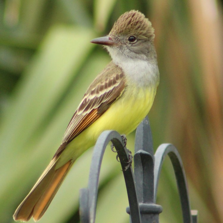 The Graceful Hunter: Exploring the Fascinating World of the Great Crested Flycatcher