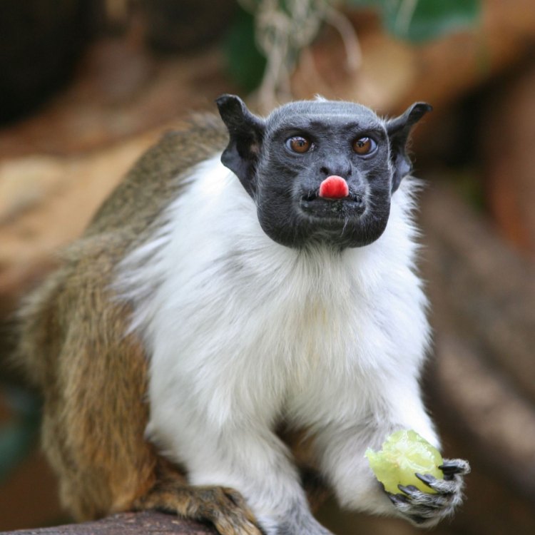 The Remarkable Pied Tamarin: A Small Primate Found in the Amazon Rainforest