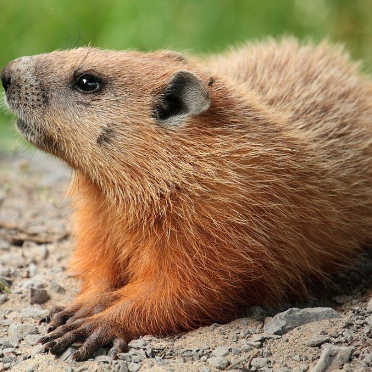 The Mysterious Groundhog Tick - Nature's Expert Parasite