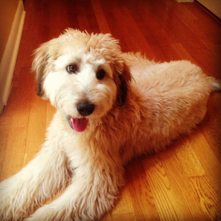 Whoodle: The Adorable Hybrid of a Poodle and a Soft-Coated Wheaten Terrier
