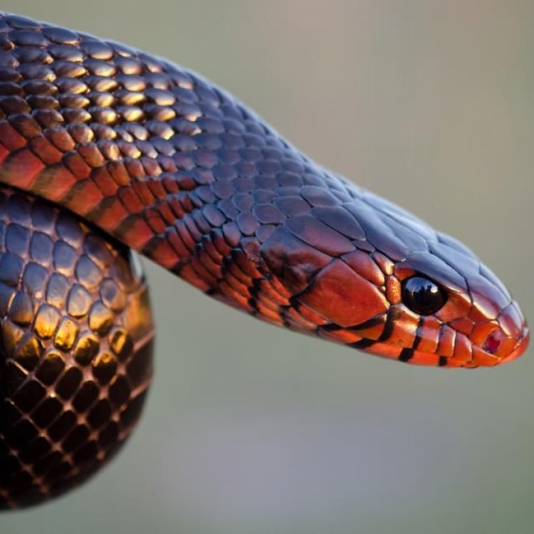 The Mighty Eastern Indigo Snake: A Ruler of the Southeastern United States