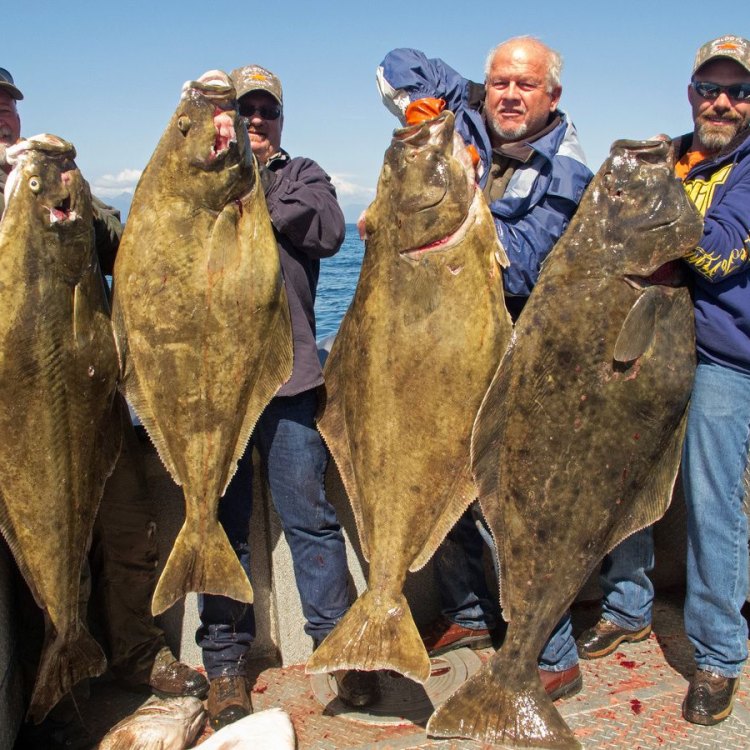 The Majestic Halibut: One of the Largest Flatfish in the Oceans