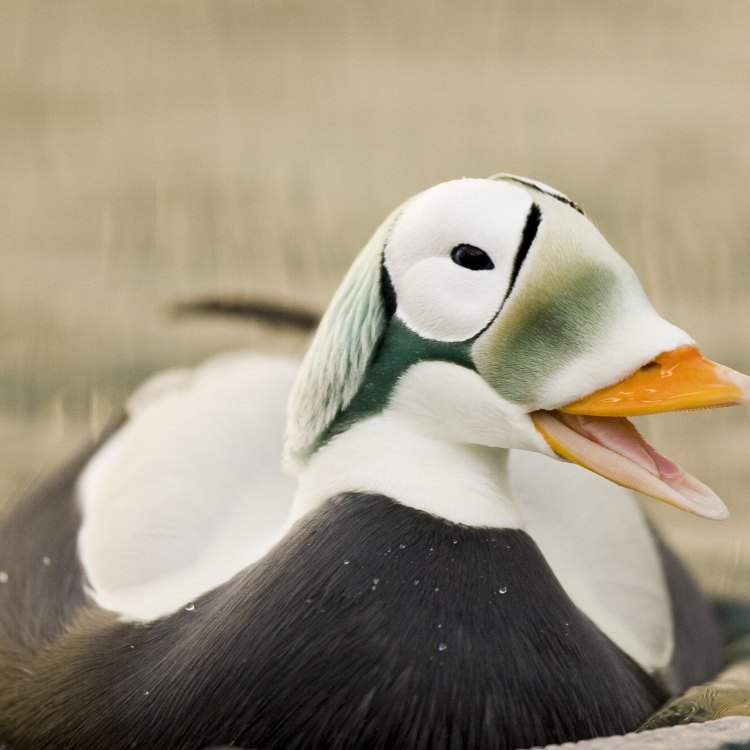 The Eider: A Fascinating Waterfowl from the Northern Hemisphere
