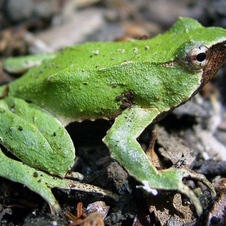 Darwin's Frog: The Master of Camouflage in Coastal Regions of Chile