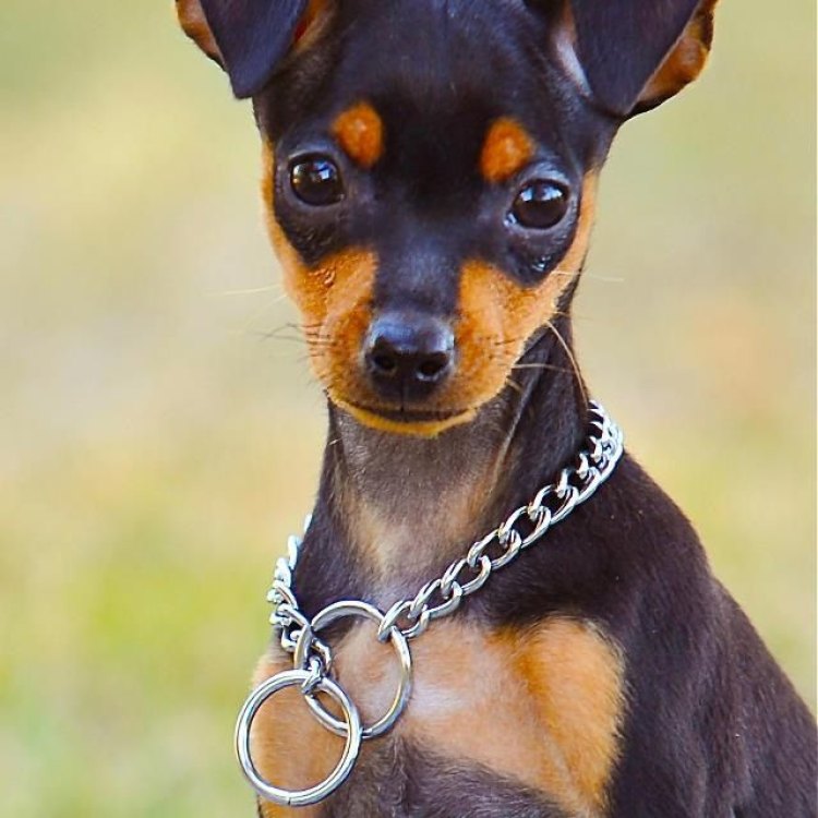 The Energetic and Mighty Miniature Pinscher: A Small Dog with Big Personality
