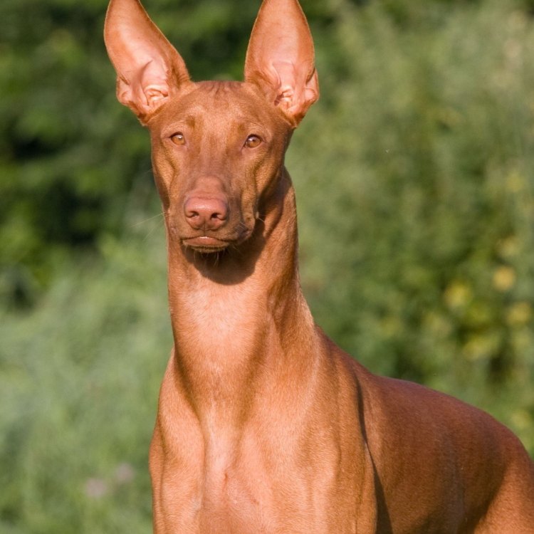 The Story of the Pharaoh Hound: A Majestic and Ancient Breed from the Mediterranean