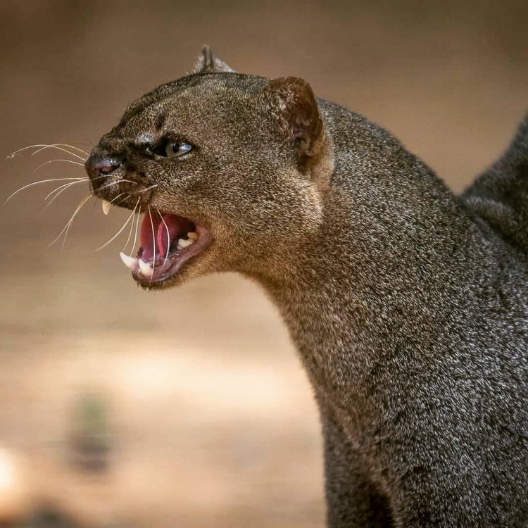 The Elusive and Versatile Jaguarundi Cat: From the Tropical Forests of Central and South America to the Deserts of the United States