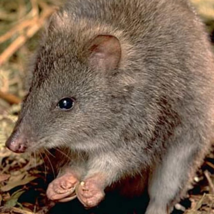 The Fascinating World of Potoroos: Australia's Small but Mighty Marsupial