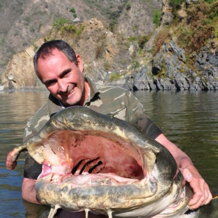 A Fearless Predator of South Asian Rivers: The Majestic Goonch Catfish
