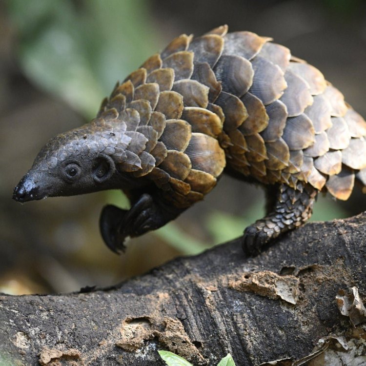 A Rare and Mysterious Creature: The Pangolin
