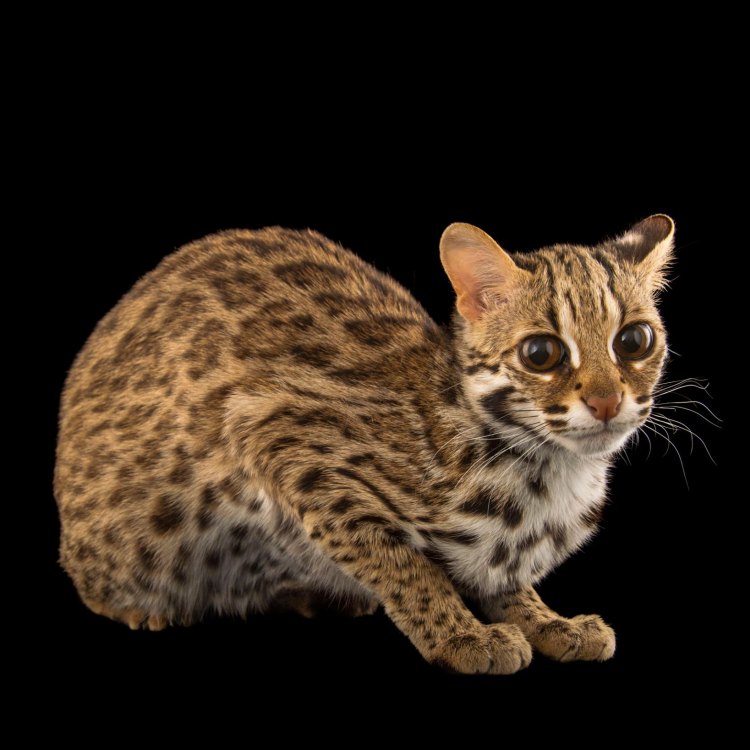 The Elusive and Graceful Leopard Cat