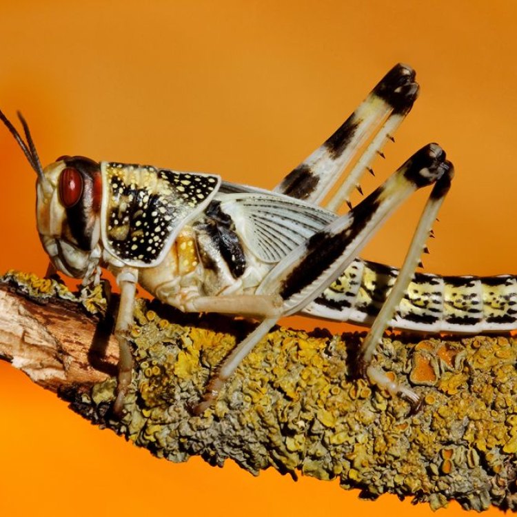 The Mighty Desert Locust: Survival in the Harshest Conditions