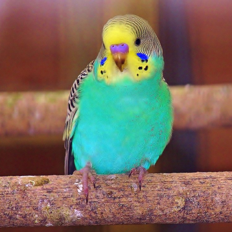 A Rainbow of Colors: Exploring the Enchanting World of Parakeets