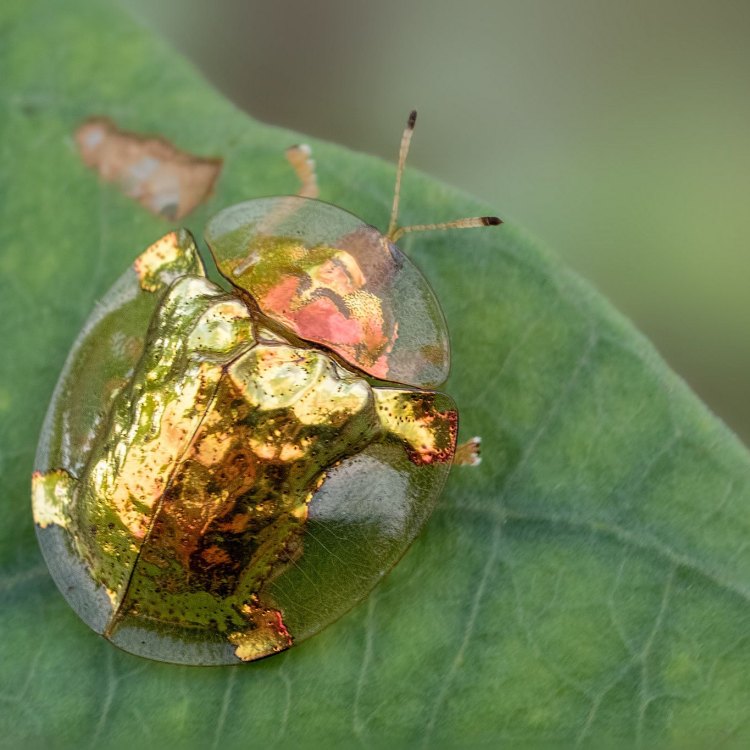 The Golden Treasure of North America: The Golden Tortoise Beetle