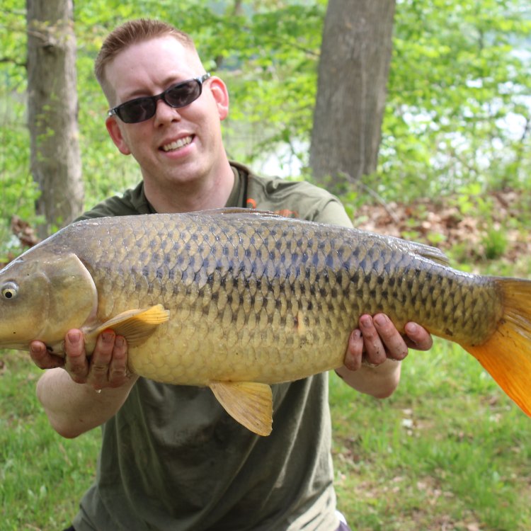 The Mighty Fish: Discovering the Wonders of the Common Carp