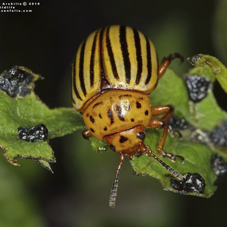 The Fascinating World of the Potato Beetle: A Tiny Insect with a Big Impact