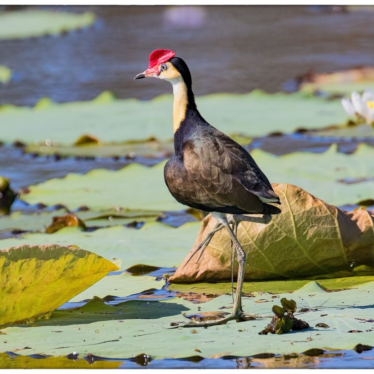 The Incredible Comb Crested Jacana: A Unique and Fascinating Waterbird