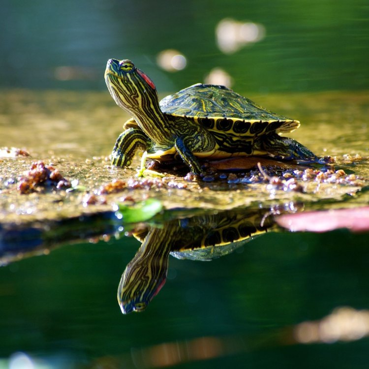 The Fascinating Red Eared Slider: A Reptile That Calls North America Home